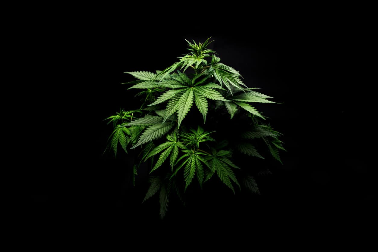 Stage One Cannabis LLC logo